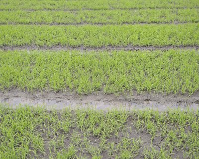 Rice plants-050915-Old Village, Dahhui, China-#0119.jpg