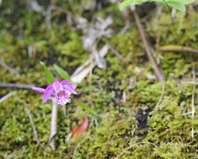 Orchid-051015-Tangjahe Nature Reserve, China-#0057.jpg