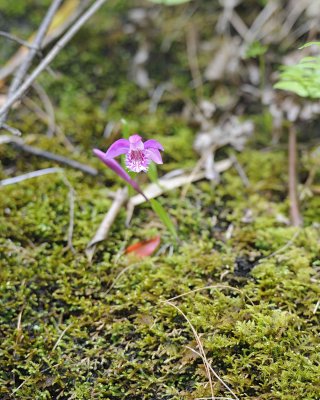 Orchid-051015-Tangjahe Nature Reserve, China-#0058.jpg