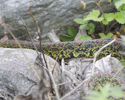 Viper, Red Spotted Green-051015-Tangjahe Nature Reserve, China-#0007.jpg