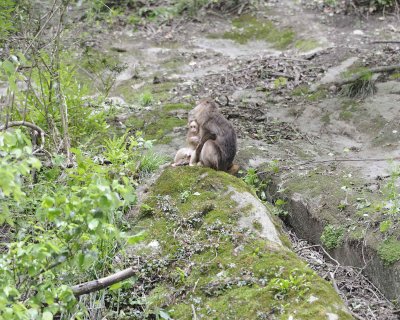 Macaque, Tibetan w Baby-051115-Tangjahe Nature Reserve, China-#0140.jpg
