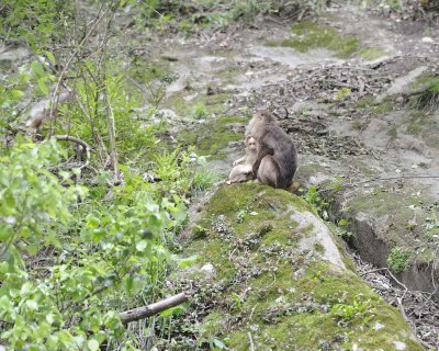 Macaque, Tibetan w Baby-051115-Tangjahe Nature Reserve, China-#0141.jpg