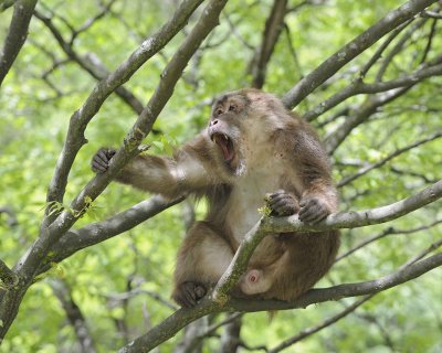 Macaque, Tibetan, Male-051115-Tangjahe Nature Reserve, China-#0006.jpg