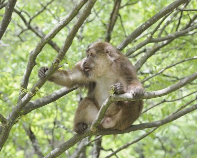 Macaque, Tibetan, Male-051115-Tangjahe Nature Reserve, China-#0013.jpg