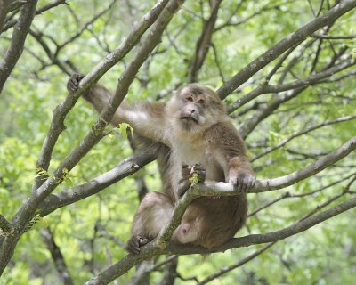 Macaque, Tibetan, Male-051115-Tangjahe Nature Reserve, China-#0019.jpg