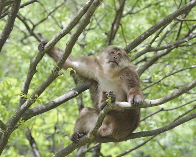 Macaque, Tibetan, Male-051115-Tangjahe Nature Reserve, China-#0024.jpg