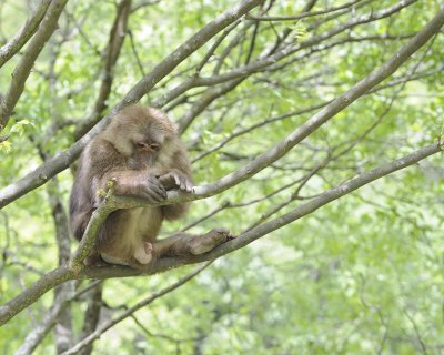 Macaque, Tibetan, Male-051115-Tangjahe Nature Reserve, China-#0037.jpg