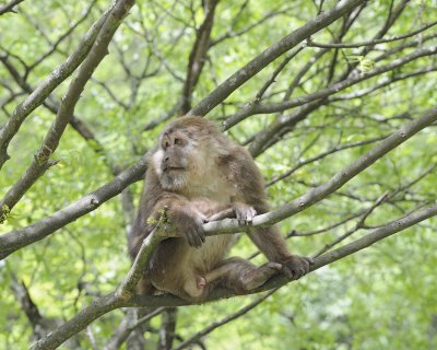 Macaque, Tibetan, Male-051115-Tangjahe Nature Reserve, China-#0068.jpg