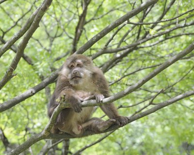 Macaque, Tibetan, Male-051115-Tangjahe Nature Reserve, China-#0069.jpg