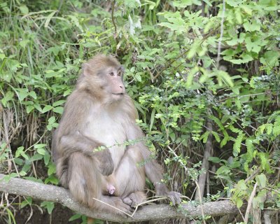 Macaque, Tibetan, Male-051115-Tangjahe Nature Reserve, China-#0156.jpg
