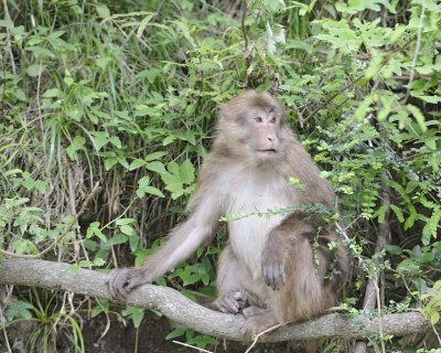 Macaque, Tibetan, Male-051115-Tangjahe Nature Reserve, China-#0159.jpg