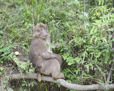 Macaque, Tibetan, Male-051115-Tangjahe Nature Reserve, China-#0166.jpg