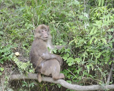 Macaque, Tibetan, Male-051115-Tangjahe Nature Reserve, China-#0168.jpg