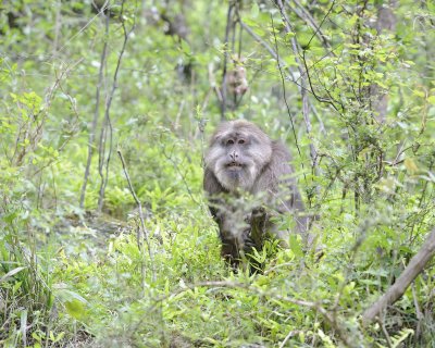 Macaque, Tibetan-051115-Tangjahe Nature Reserve, China-#0080.jpg