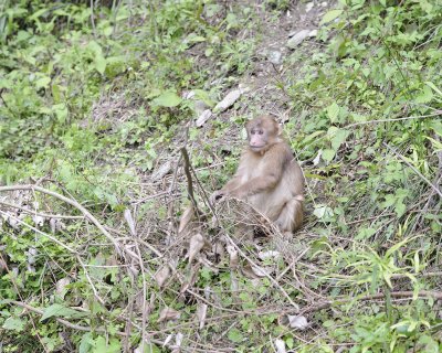 Macaque, Tibetan-051115-Tangjahe Nature Reserve, China-#0088.jpg