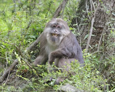 Macaque, Tibetan-051115-Tangjahe Nature Reserve, China-#0111.jpg