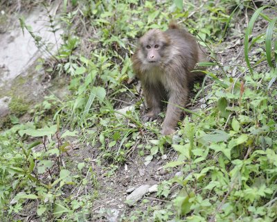 Macaque, Tibetan-051115-Tangjahe Nature Reserve, China-#0118.jpg