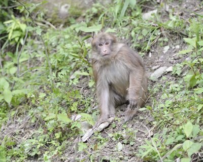 Macaque, Tibetan-051115-Tangjahe Nature Reserve, China-#0124.jpg