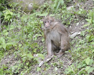 Macaque, Tibetan-051115-Tangjahe Nature Reserve, China-#0127.jpg