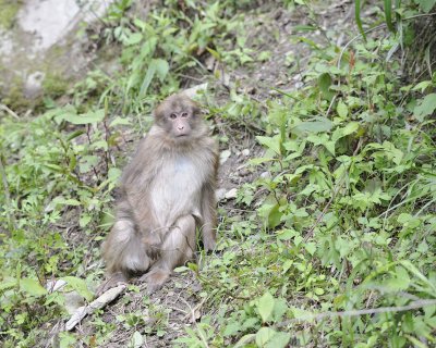 Macaque, Tibetan-051115-Tangjahe Nature Reserve, China-#0132.jpg
