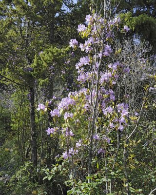 Flowers-051315-Jiuzhaigou Nature Reserve, China-#0230.jpg