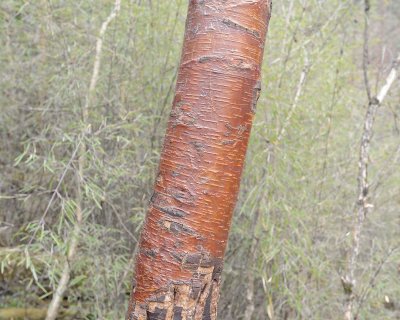 Red Birch-051315-Jiuzhaigou Nature Reserve, China-#0620.jpg