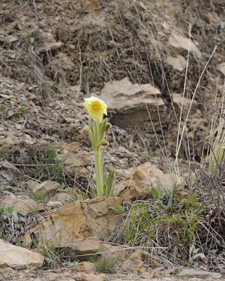 Poppy, Yellow-051415-Shen Xian Chi, China-#0304.jpg