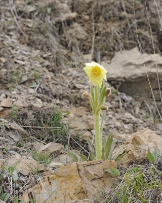 Poppy, Yellow-051415-Shen Xian Chi, China-#0307.jpg