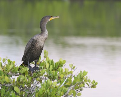 Anhinga-110915-Black Point Wildlife Drive, Merritt Island NWR, FL-#0071.jpg