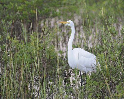 Egret, Great-110715-Black Point Wildlife Drive, Merritt Island NWR, FL-#0006.jpg