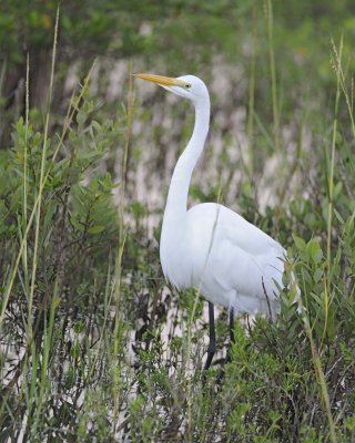 Egret, Great-110715-Black Point Wildlife Drive, Merritt Island NWR, FL-#0014.jpg