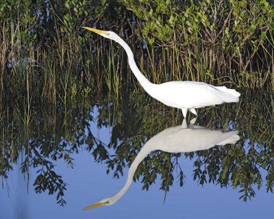 Egret, Great-110715-Black Point Wildlife Drive, Merritt Island NWR, FL-#0135.jpg