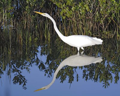 Egret, Great-110715-Black Point Wildlife Drive, Merritt Island NWR, FL-#0136.jpg
