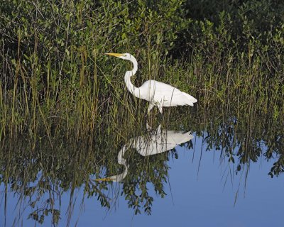 Egret, Great-110715-Black Point Wildlife Drive, Merritt Island NWR, FL-#0155.jpg