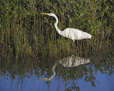Egret, Great-110715-Black Point Wildlife Drive, Merritt Island NWR, FL-#0161.jpg