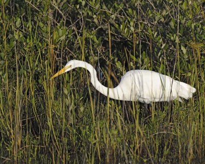 Egret, Great-110715-Black Point Wildlife Drive, Merritt Island NWR, FL-#0332.jpg