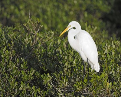 Egret, Great-110715-Black Point Wildlife Drive, Merritt Island NWR, FL-#0361.jpg