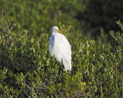Egret, Great-110715-Black Point Wildlife Drive, Merritt Island NWR, FL-#0365.jpg