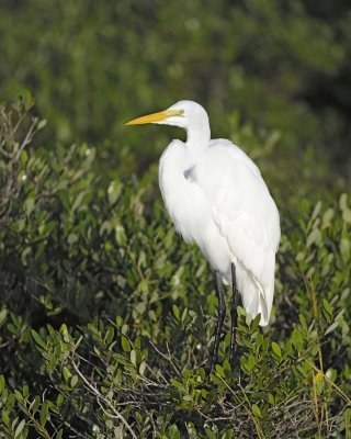 Egret, Great-110715-Black Point Wildlife Drive, Merritt Island NWR, FL-#0407.jpg