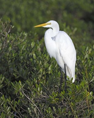 Egret, Great-110715-Black Point Wildlife Drive, Merritt Island NWR, FL-#0438.jpg