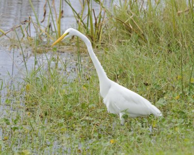 Egret, Great-110715-Viera Wetlands, FL-#1066.jpg