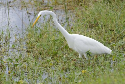 Egret, Great-110715-Viera Wetlands, FL-#1071.jpg