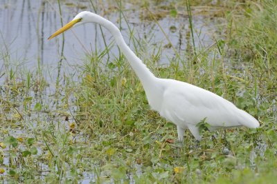 Egret, Great-110715-Viera Wetlands, FL-#1082.jpg