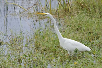 Egret, Great-110715-Viera Wetlands, FL-#1096.jpg