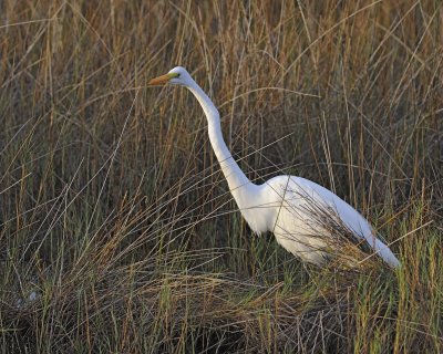 Egret, Great-110915-Black Point Wildlife Drive, Merritt Island NWR, FL-#0090-8X10.jpg