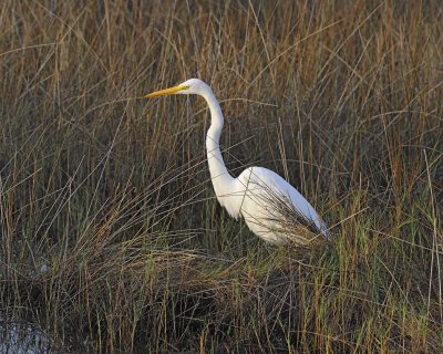 Egret, Great-110915-Black Point Wildlife Drive, Merritt Island NWR, FL-#0096.jpg