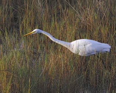 Egret, Great-110915-Black Point Wildlife Drive, Merritt Island NWR, FL-#0148.jpg