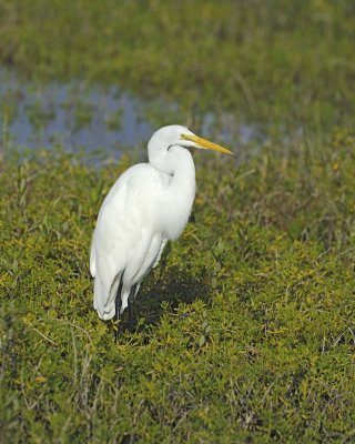Egret, Great-110915-Black Point Wildlife Drive, Merritt Island NWR, FL-#0554.jpg