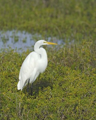 Egret, Great-110915-Black Point Wildlife Drive, Merritt Island NWR, FL-#0620.jpg