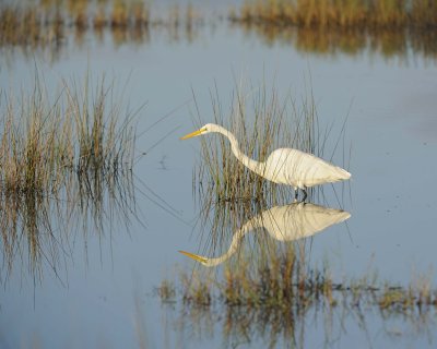 Egret, Great-111015-Black Point Wildlife Drive, Merritt Island NWR, FL-#0010.jpg